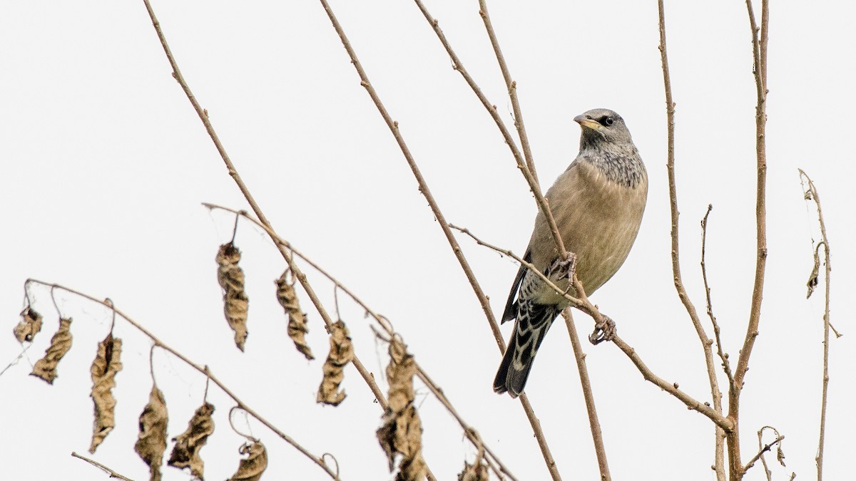 Rosy Starling - ML332104421