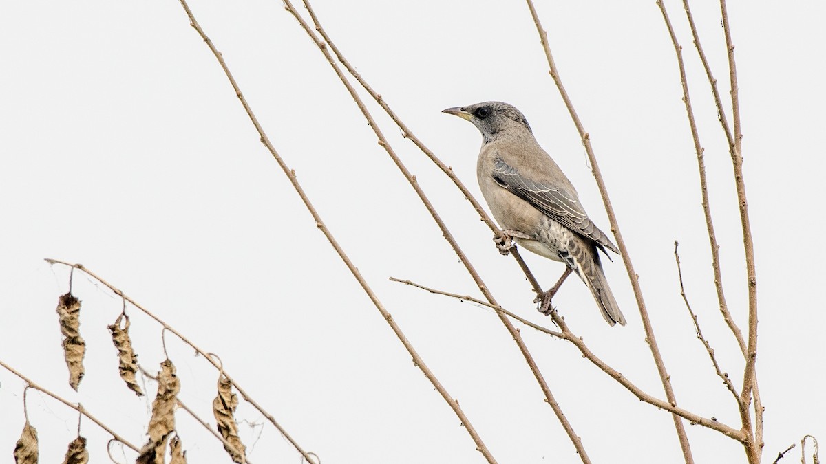 Rosy Starling - ML332104431