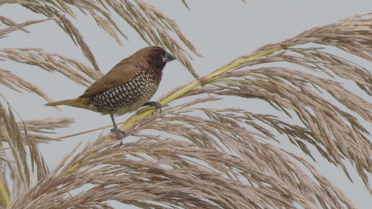 Scaly-breasted Munia - ML332104571