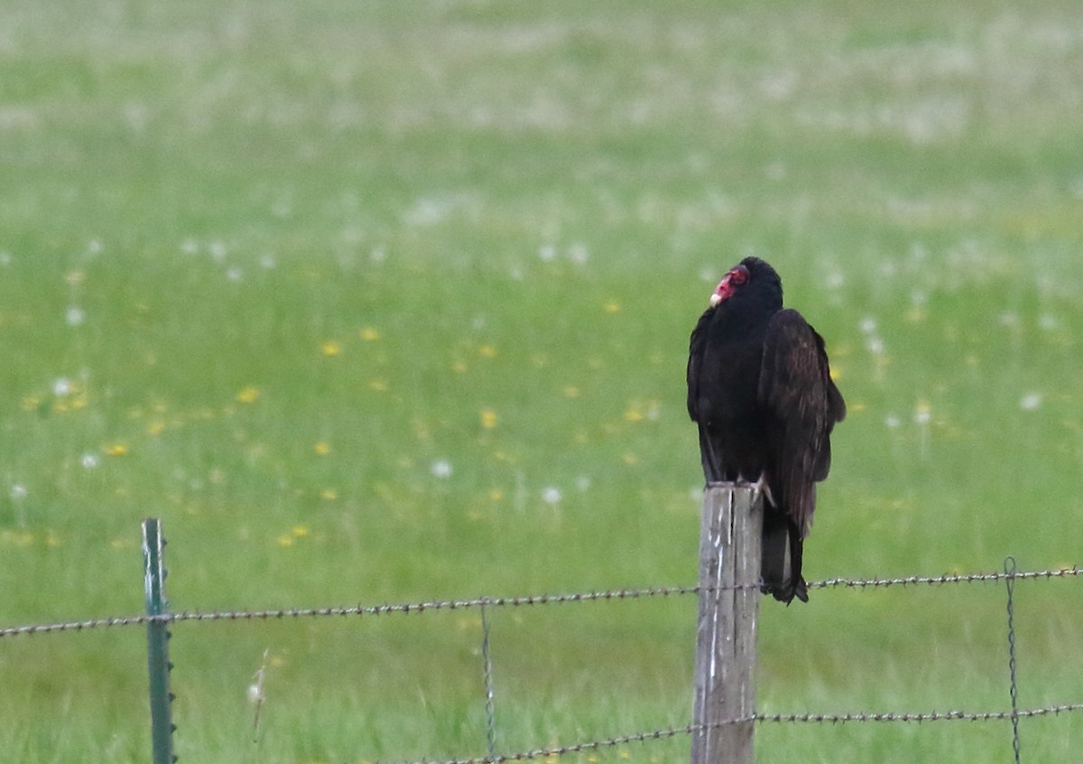 Turkey Vulture - ML332104891