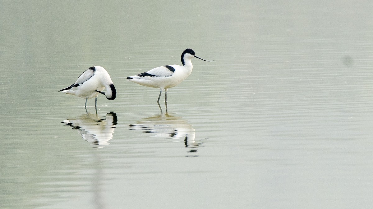 Pied Avocet - ML332105071
