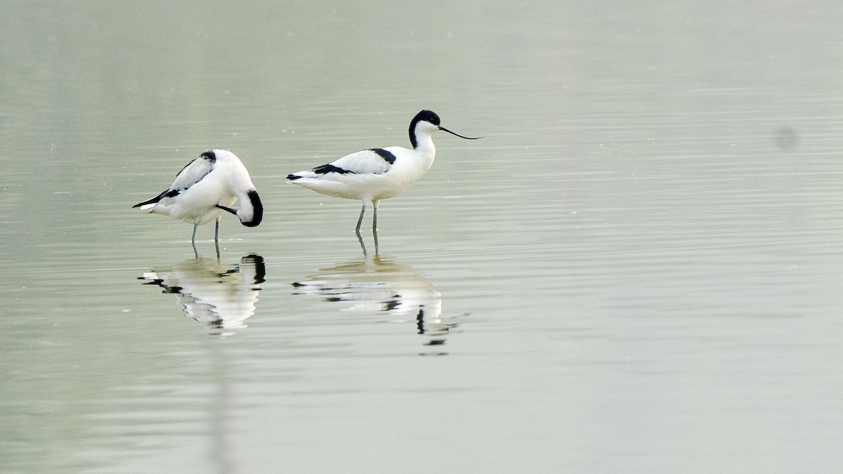 Avocette élégante - ML332105071