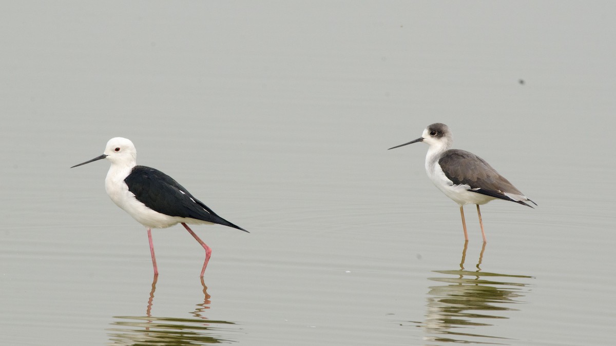 Black-winged Stilt - ML332105171