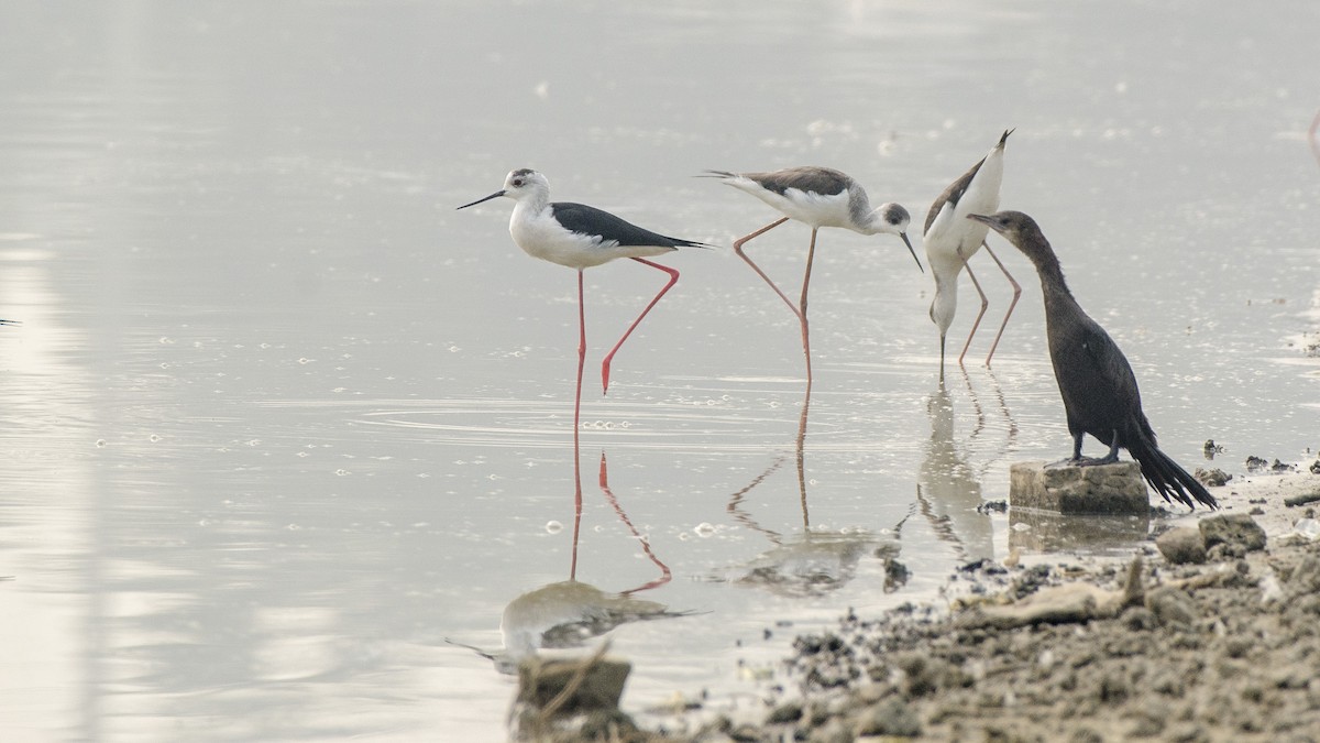 Black-winged Stilt - ML332105181