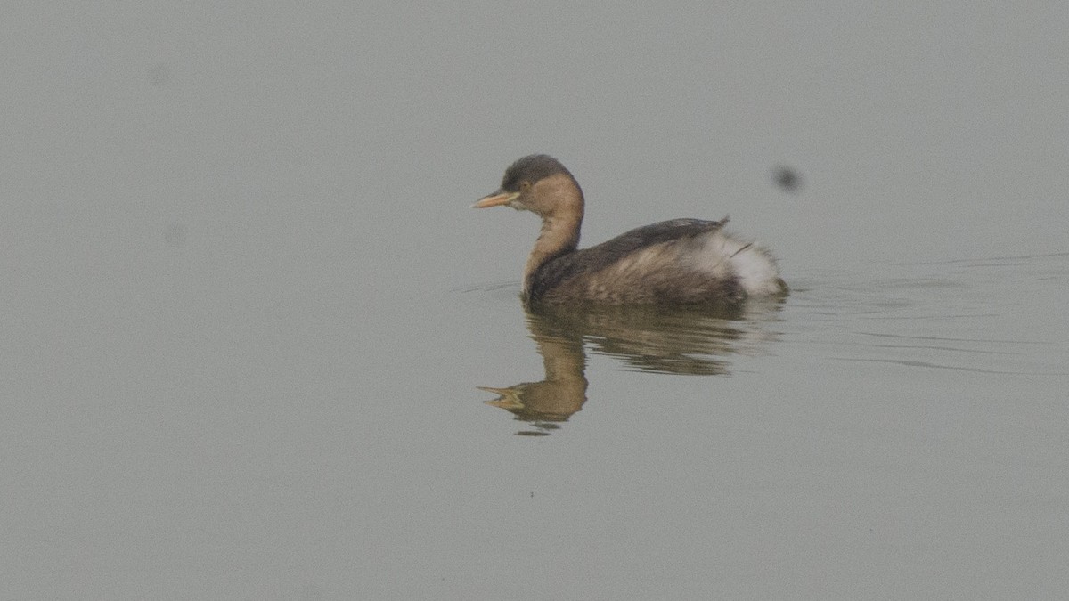 Little Grebe - ML332105191