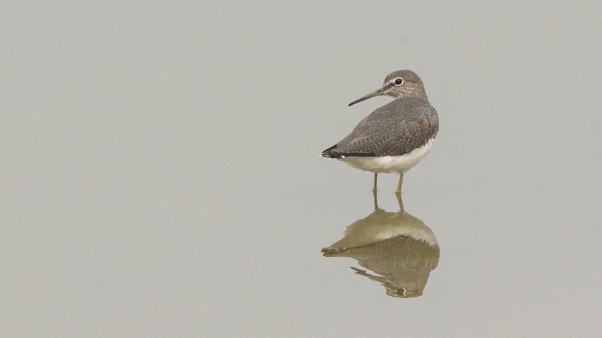 Green Sandpiper - ML332105361