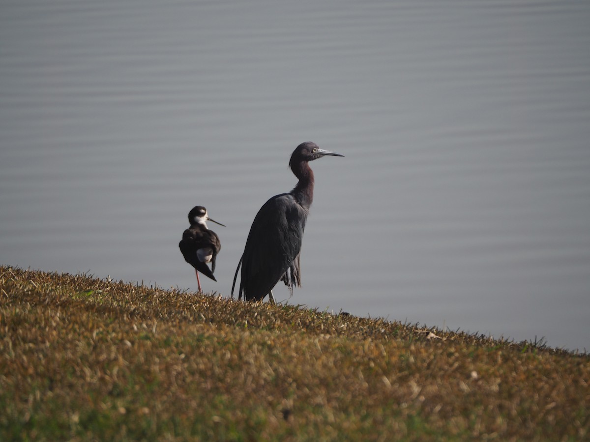 Little Blue Heron - Anonymous