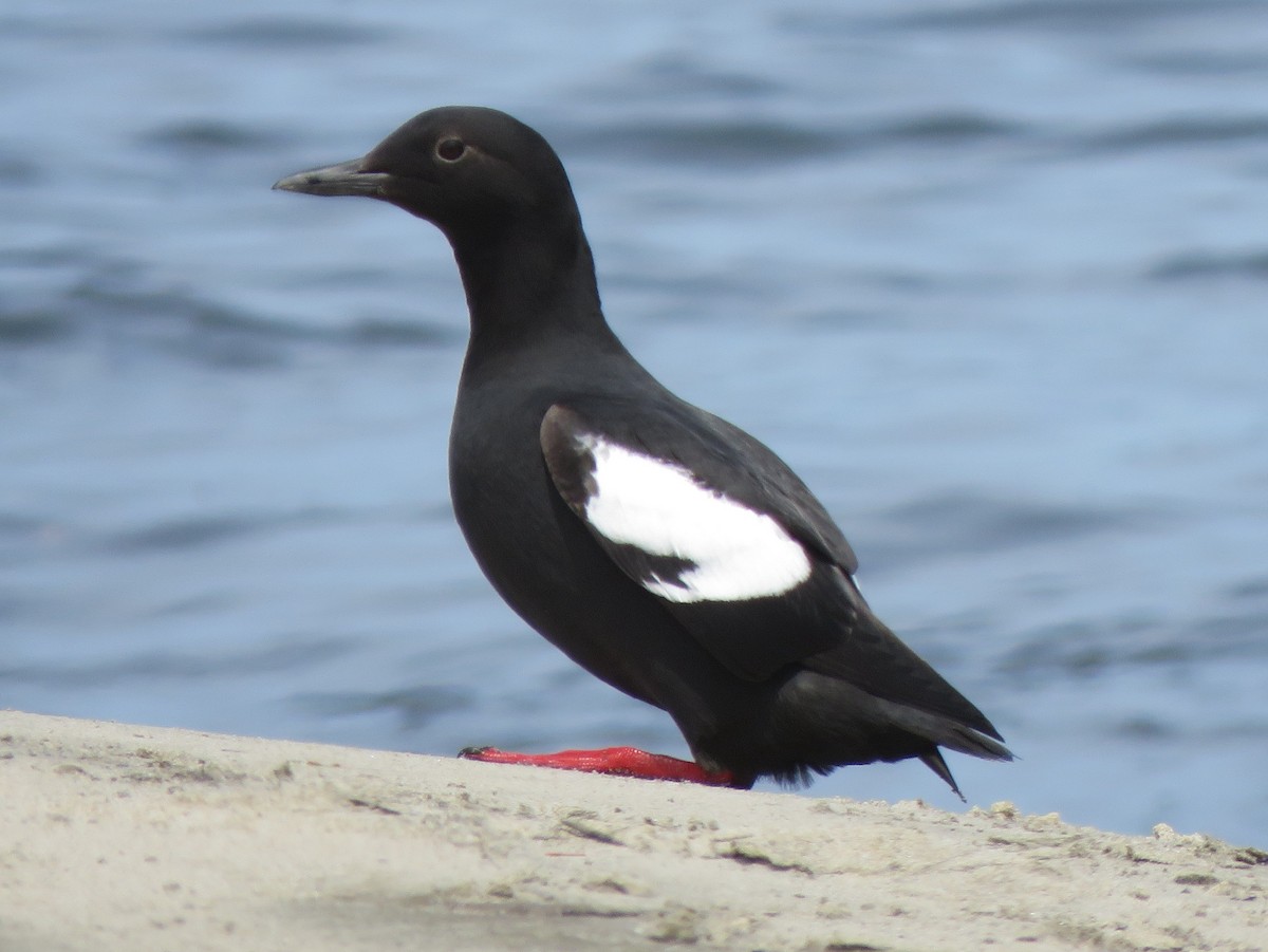 Pigeon Guillemot - ML332108211