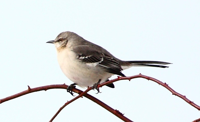 Northern Mockingbird - ML33210891