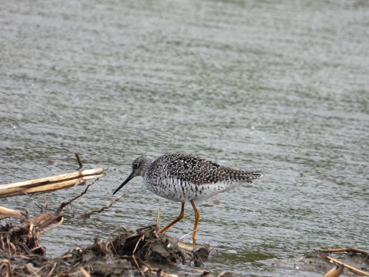 Greater Yellowlegs - ML332110121