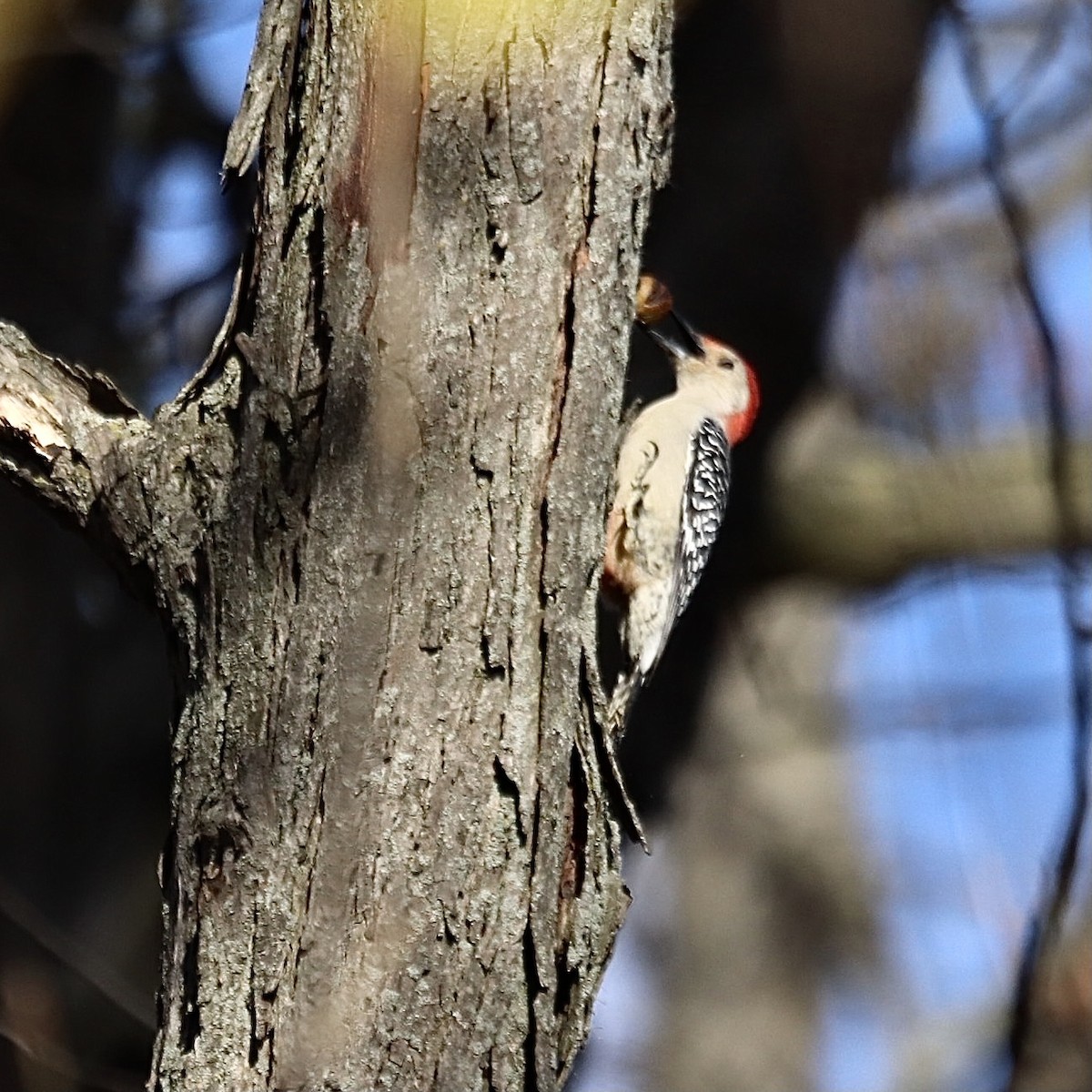 Red-bellied Woodpecker - ML332111311