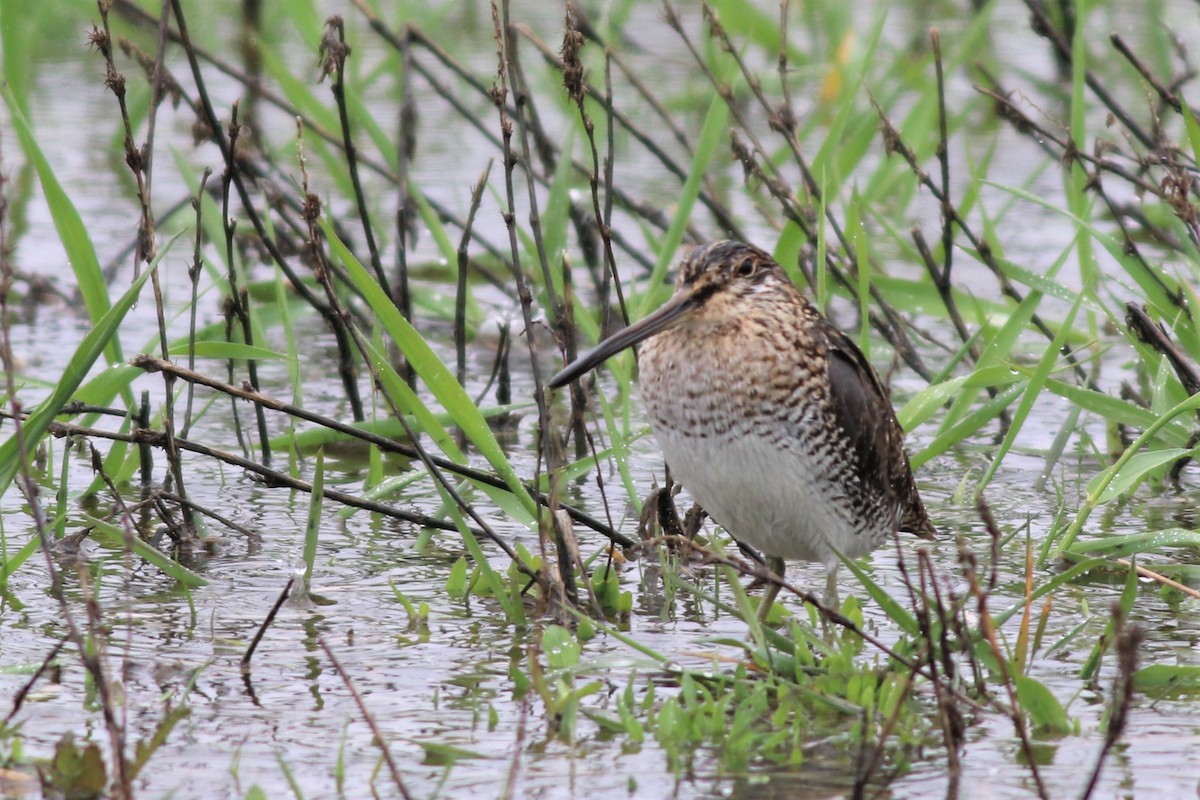 Wilson's Snipe - ML332112181