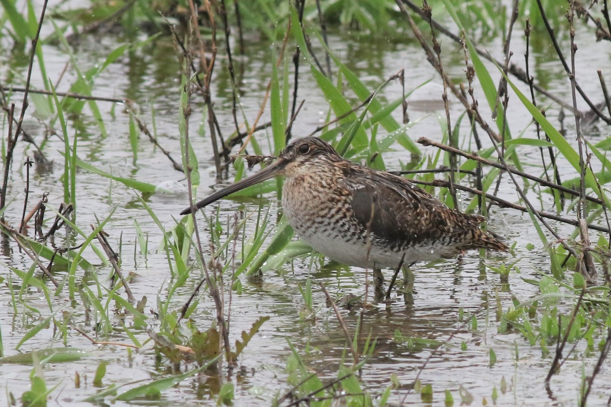 Wilson's Snipe - ML332112221