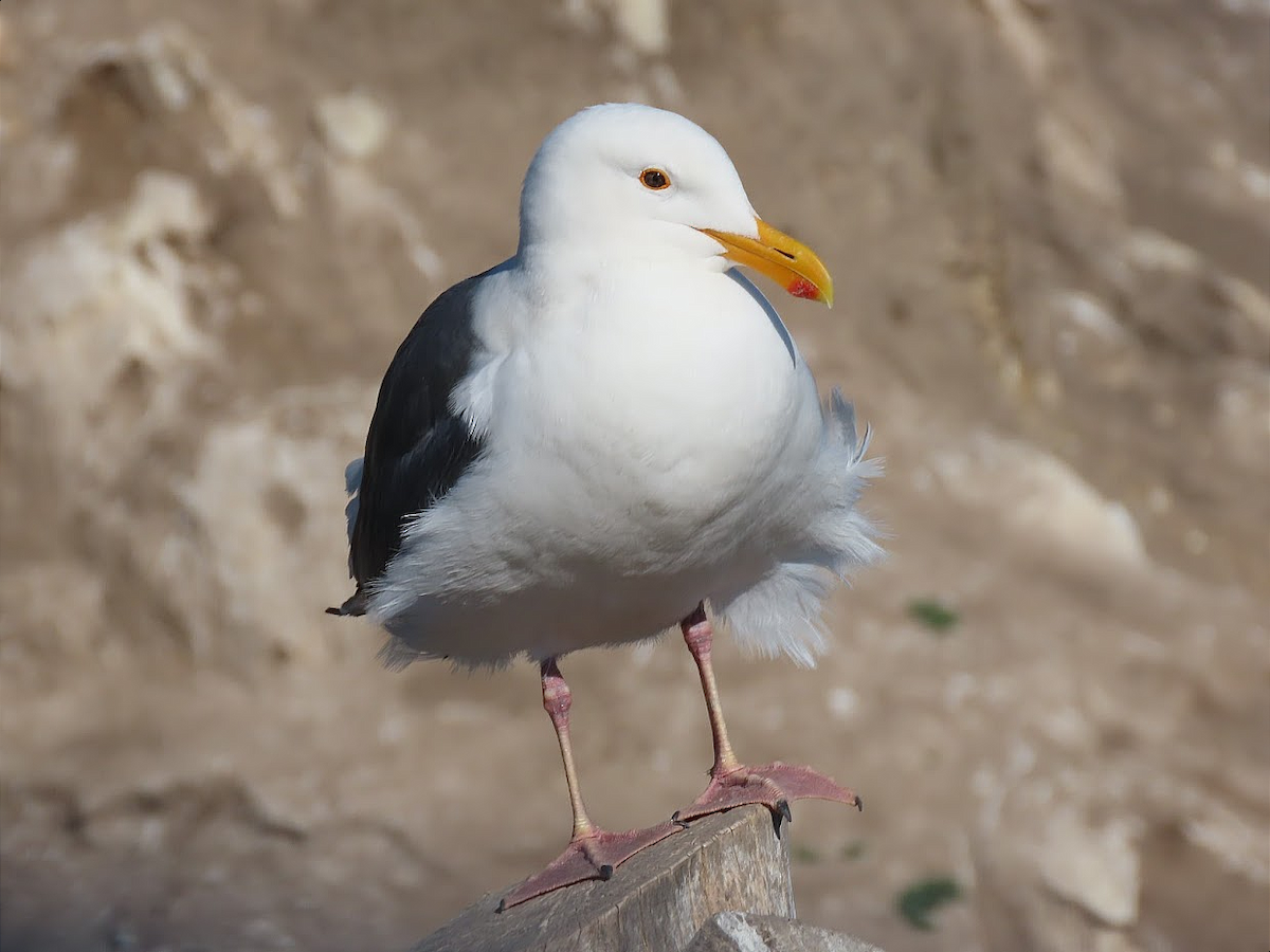 Western Gull - ML332113741