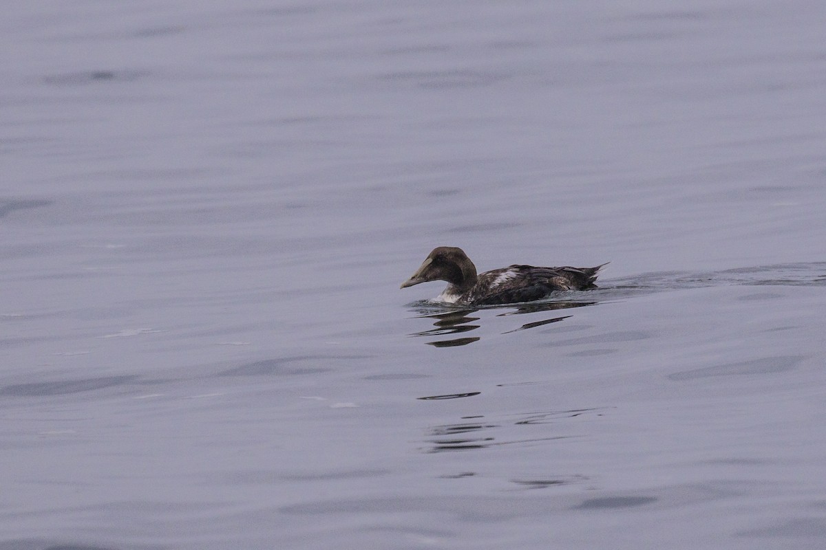 Common Eider - ML332113881