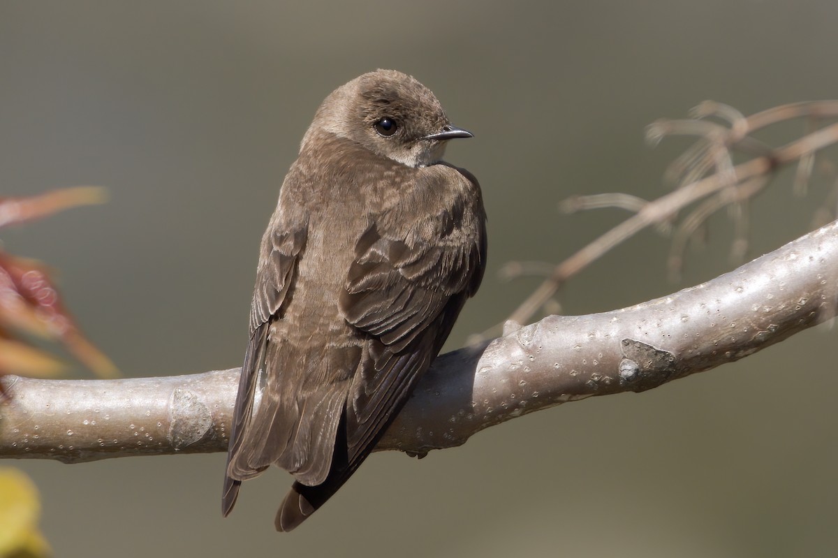 Northern Rough-winged Swallow - ML332114491