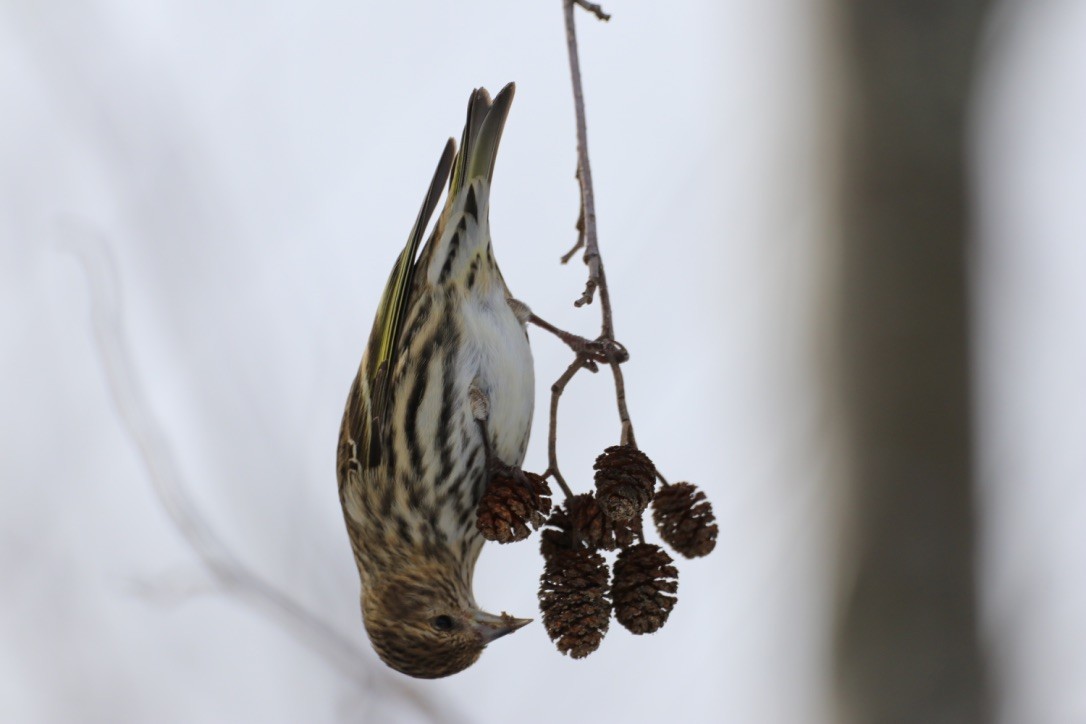 Pine Siskin - ML332114701