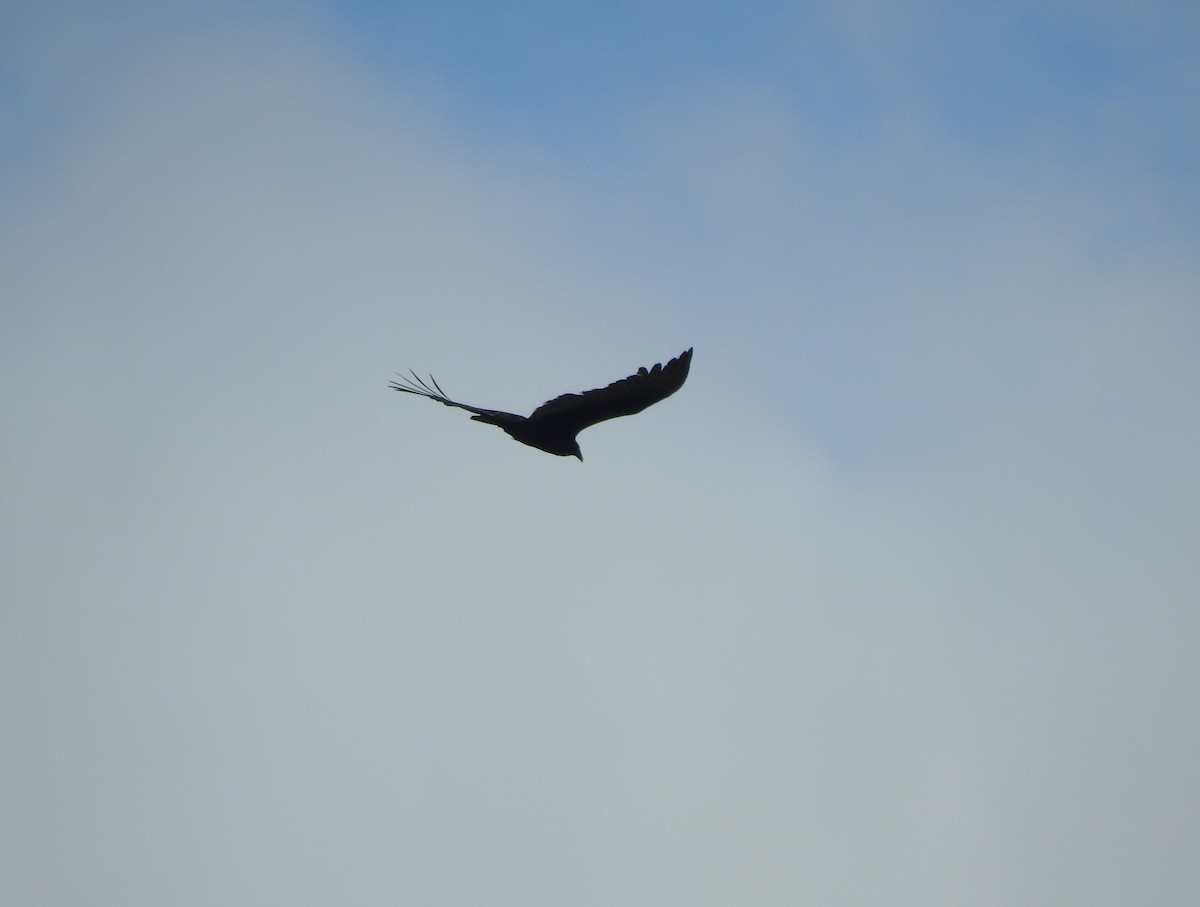Turkey Vulture - ML332116001