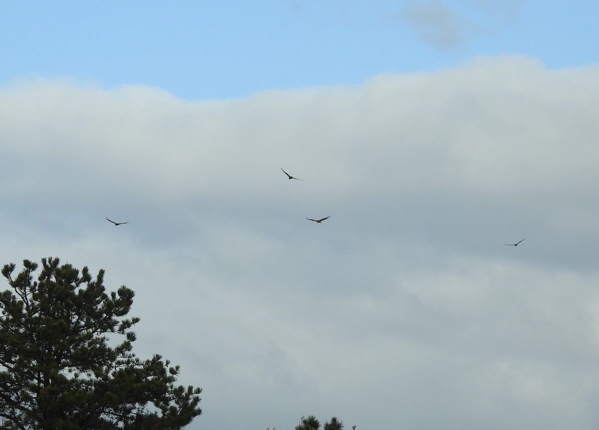 Turkey Vulture - ML332116271