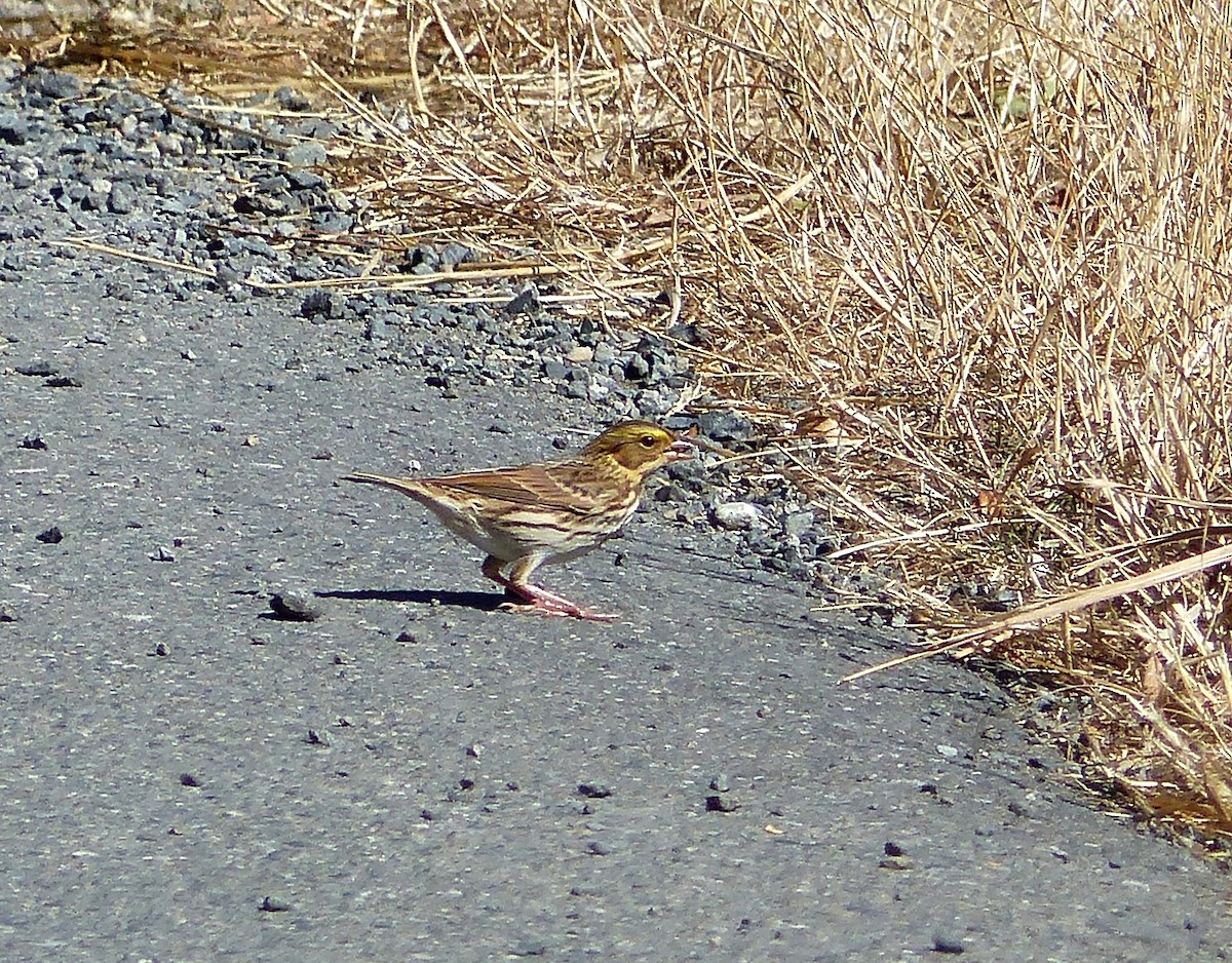 Savannah Sparrow - ML33211651