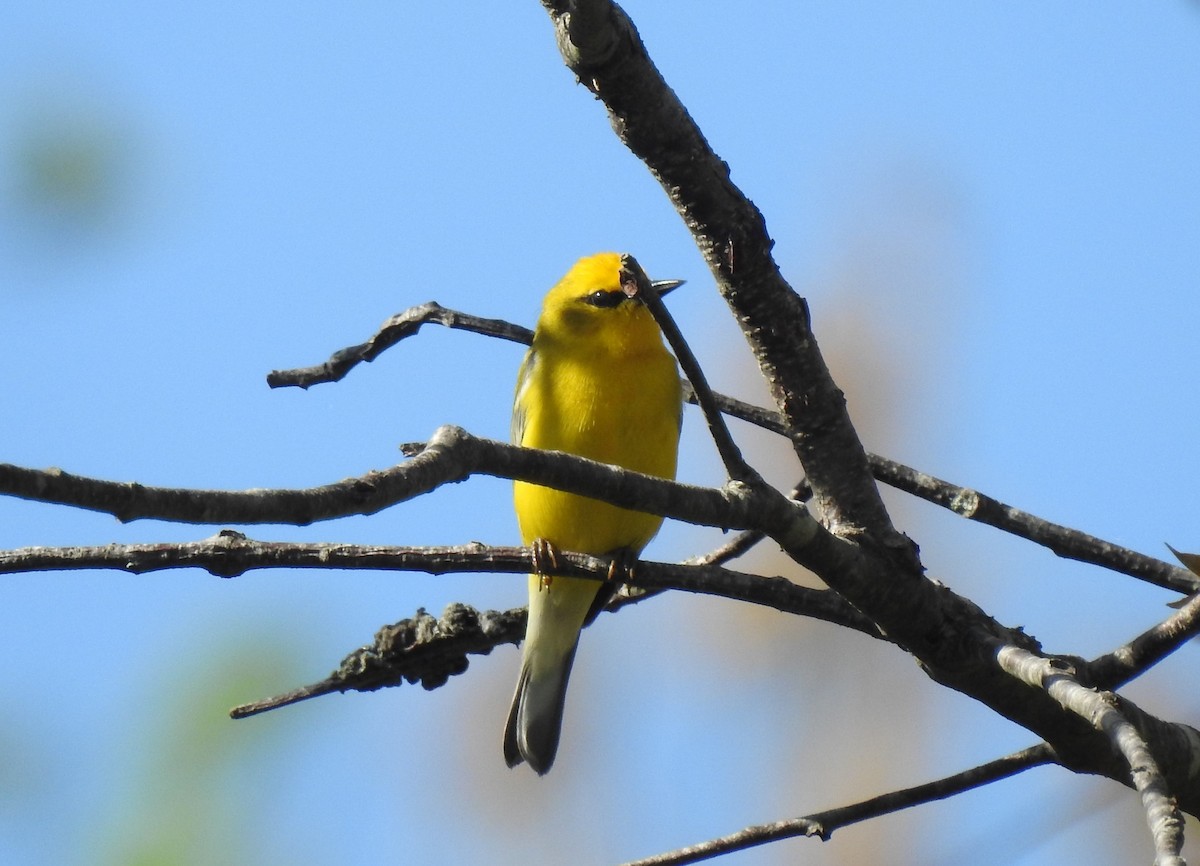 Blue-winged Warbler - ML332116881