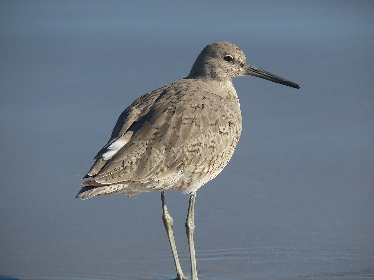 Willet - ML332117541