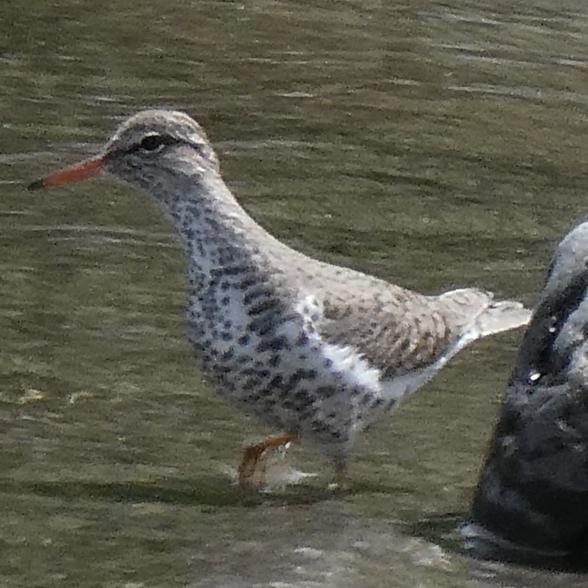 Spotted Sandpiper - ML332117891
