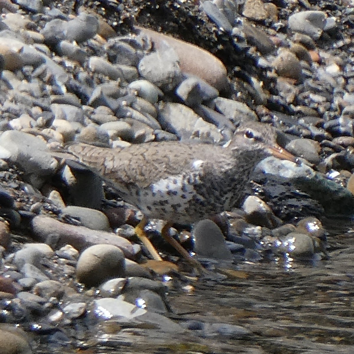 Spotted Sandpiper - ML332117901