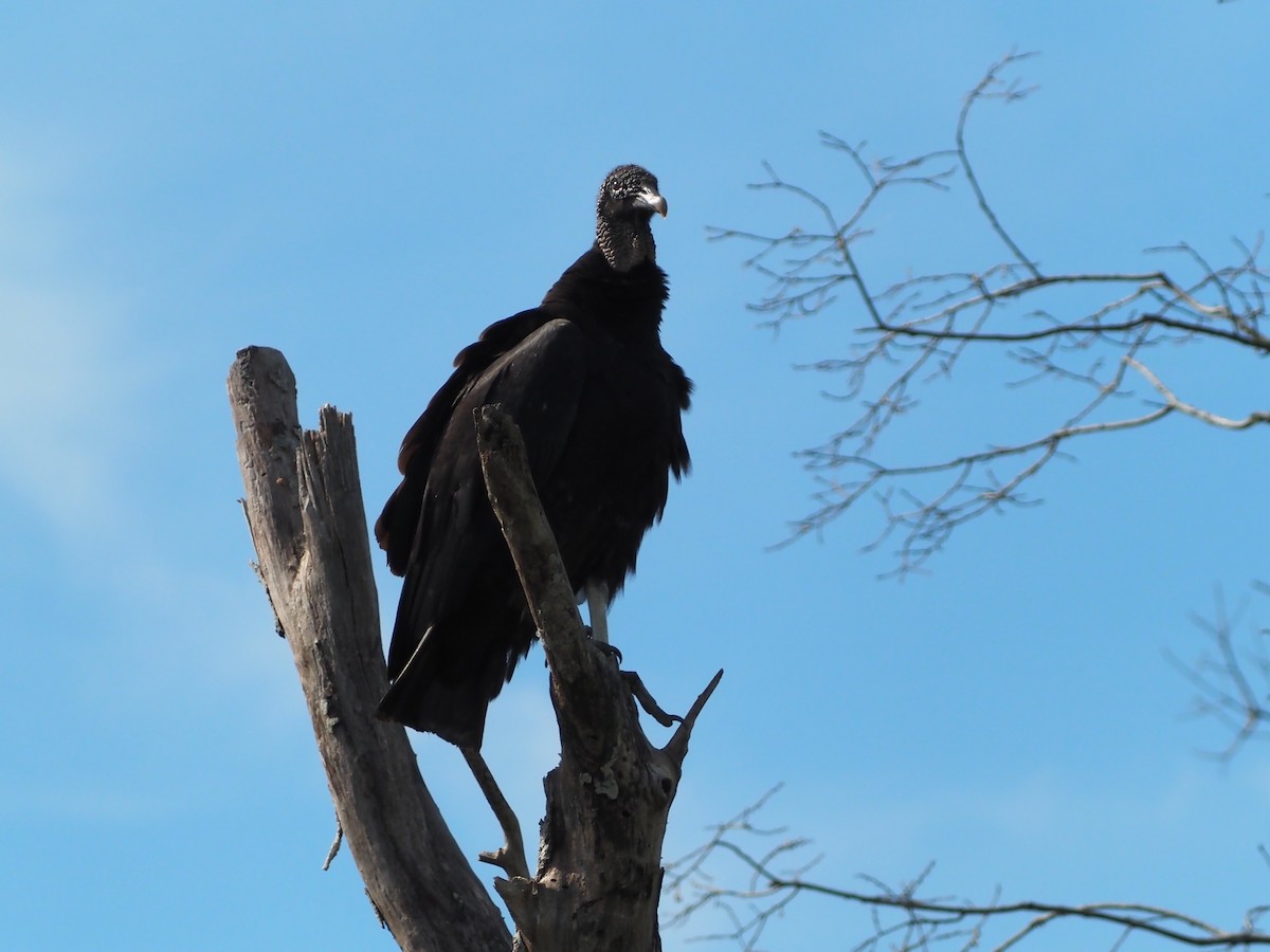 Black Vulture - ML332119231