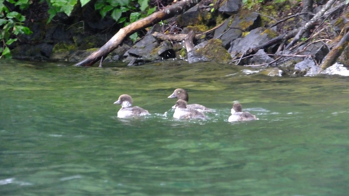 Barrow's Goldeneye - ML33212171