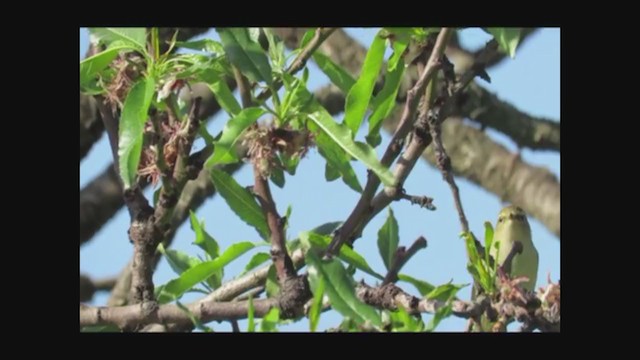 עלווית חורף איברית - ML332121901