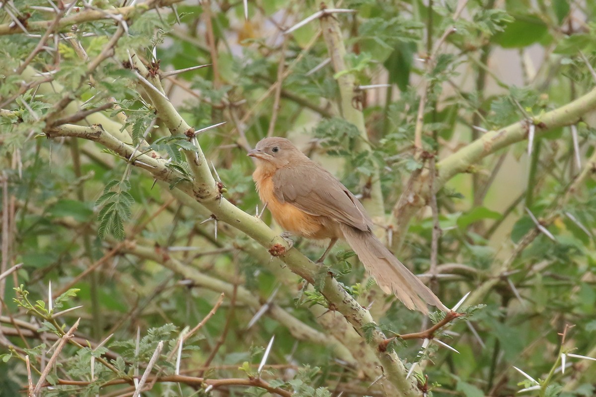 Rufous Chatterer - ML332122431