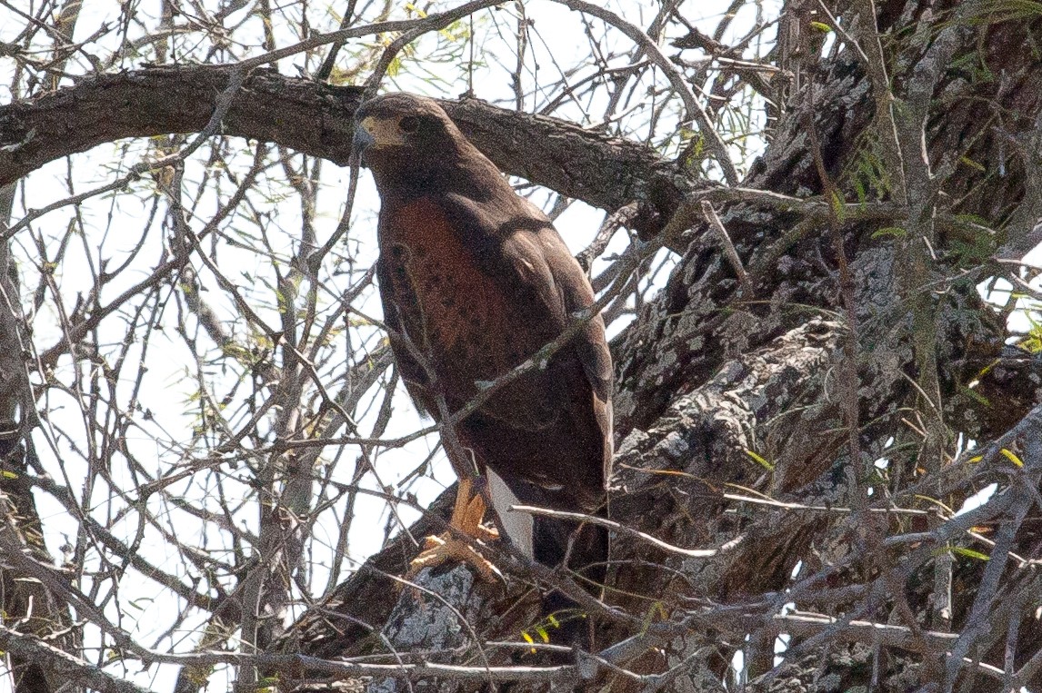 Harris's Hawk - ML332122451