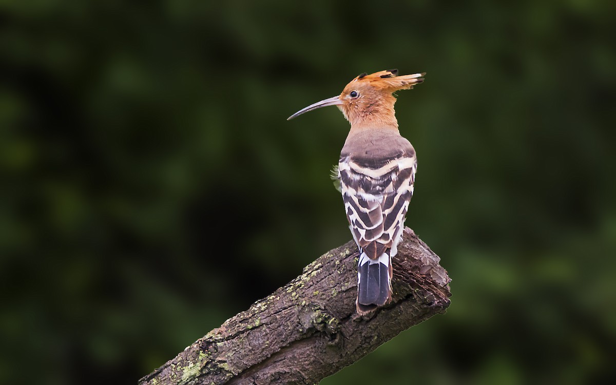 Eurasian Hoopoe - ML332125011