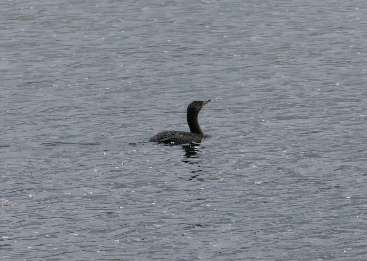 Double-crested Cormorant - ML332126851