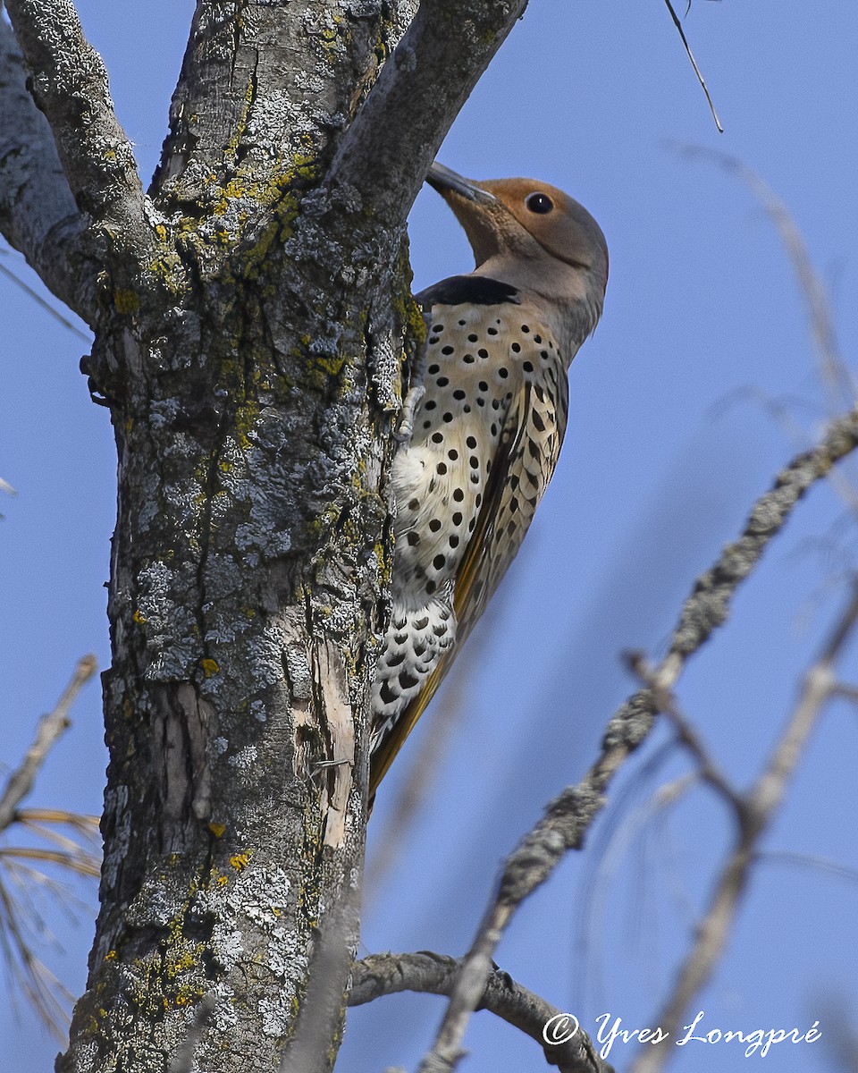 Northern Flicker - ML332127531