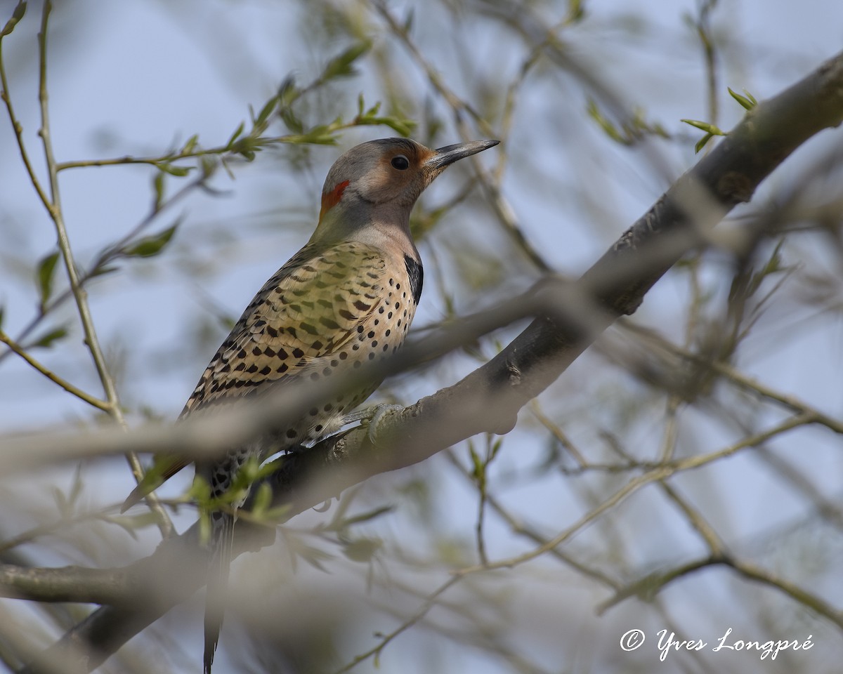 Northern Flicker - ML332127581