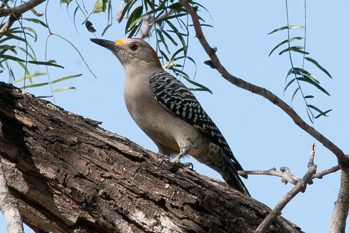 Golden-fronted Woodpecker - ML332128301