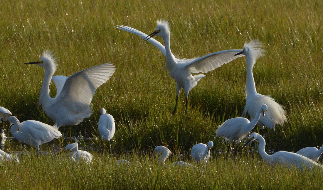 Snowy Egret - ML33213001