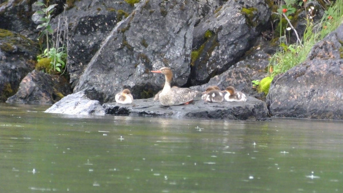 Common Merganser - ML33213051