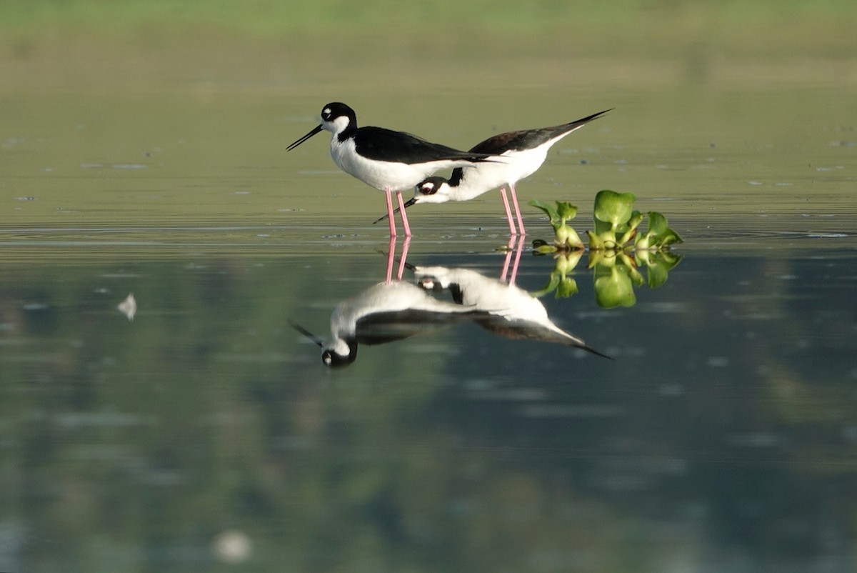 Black-necked Stilt - deborah grimes