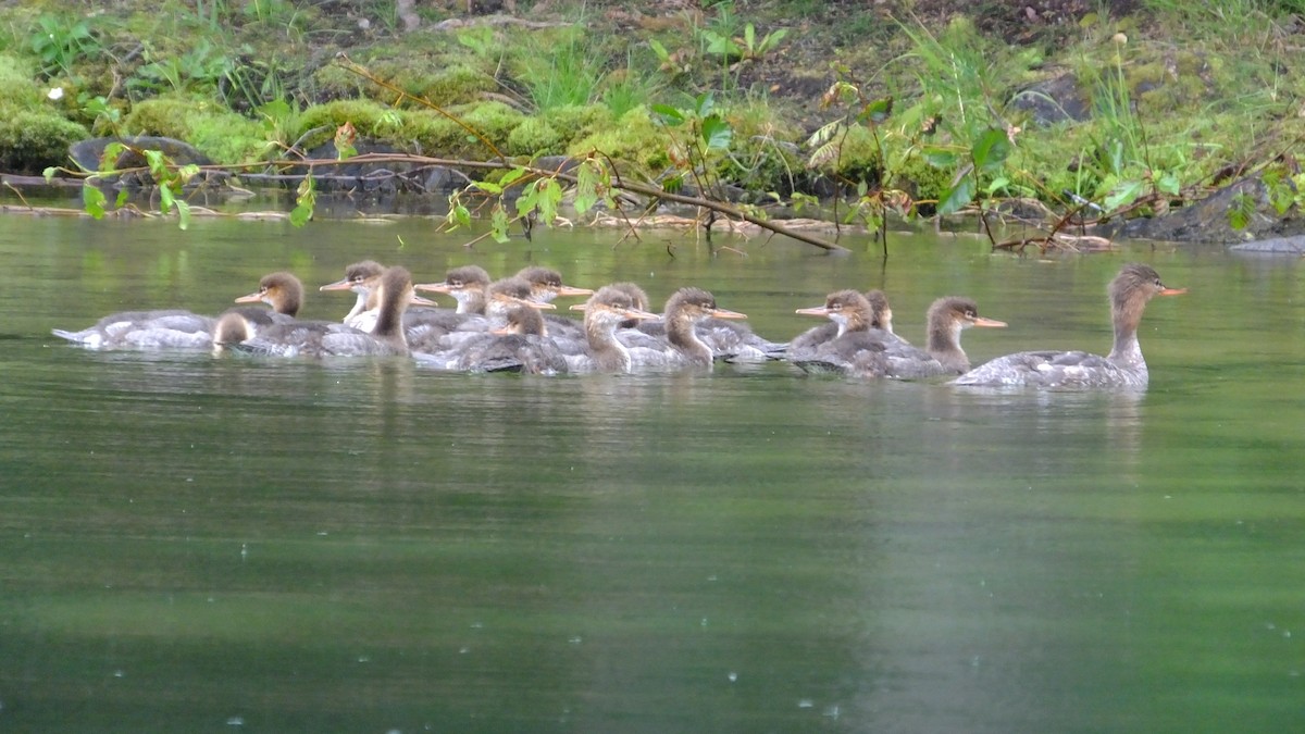 Red-breasted Merganser - ML33213231