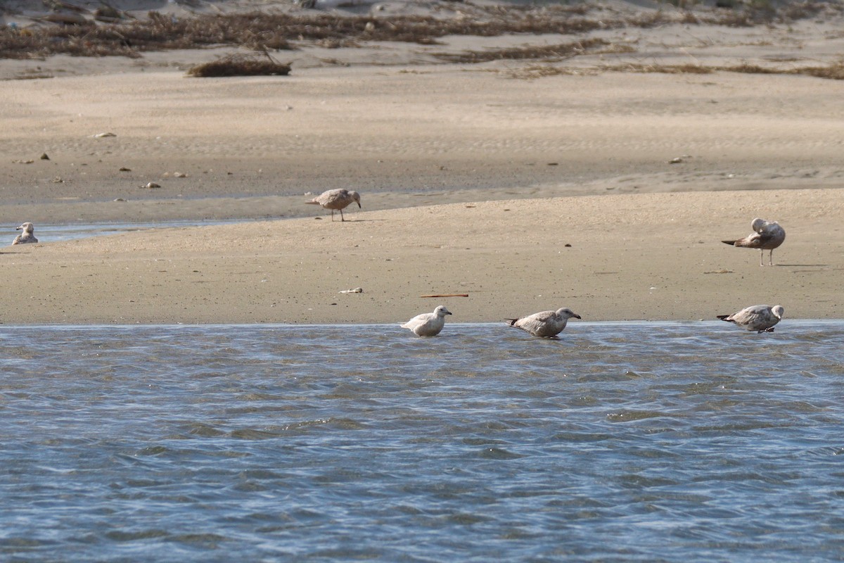 Iceland Gull - ML332133471