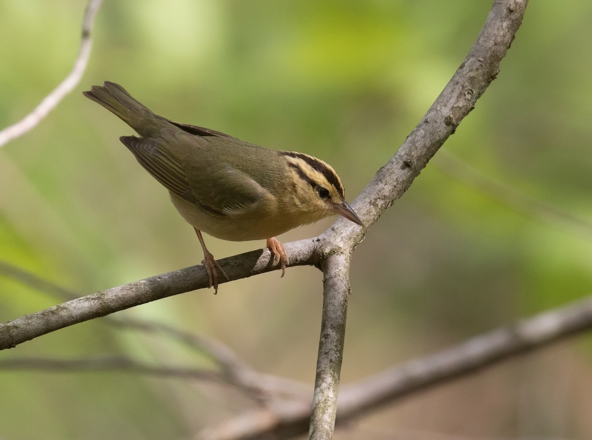 Worm-eating Warbler - ML332134671