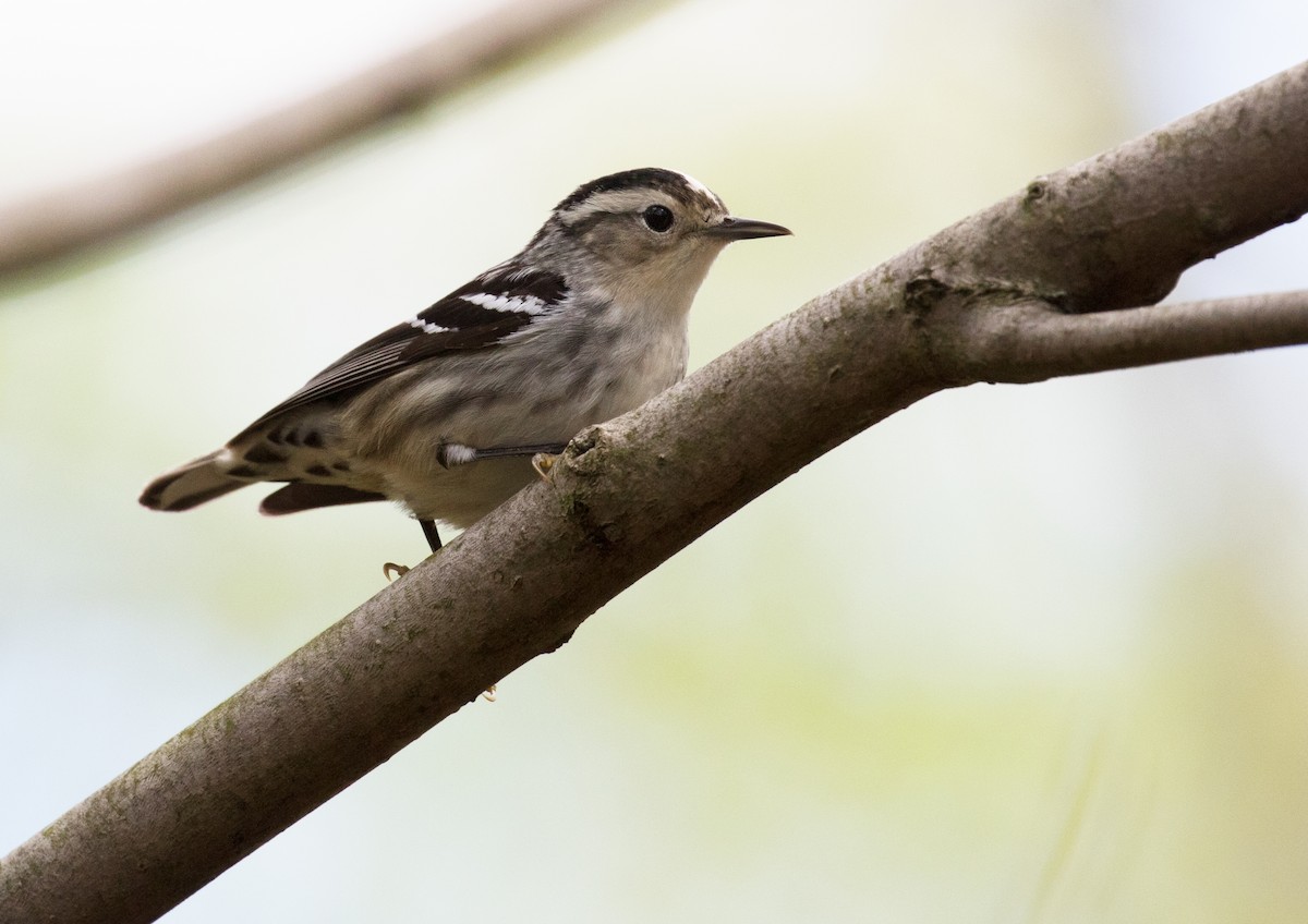 Black-and-white Warbler - ML332134751