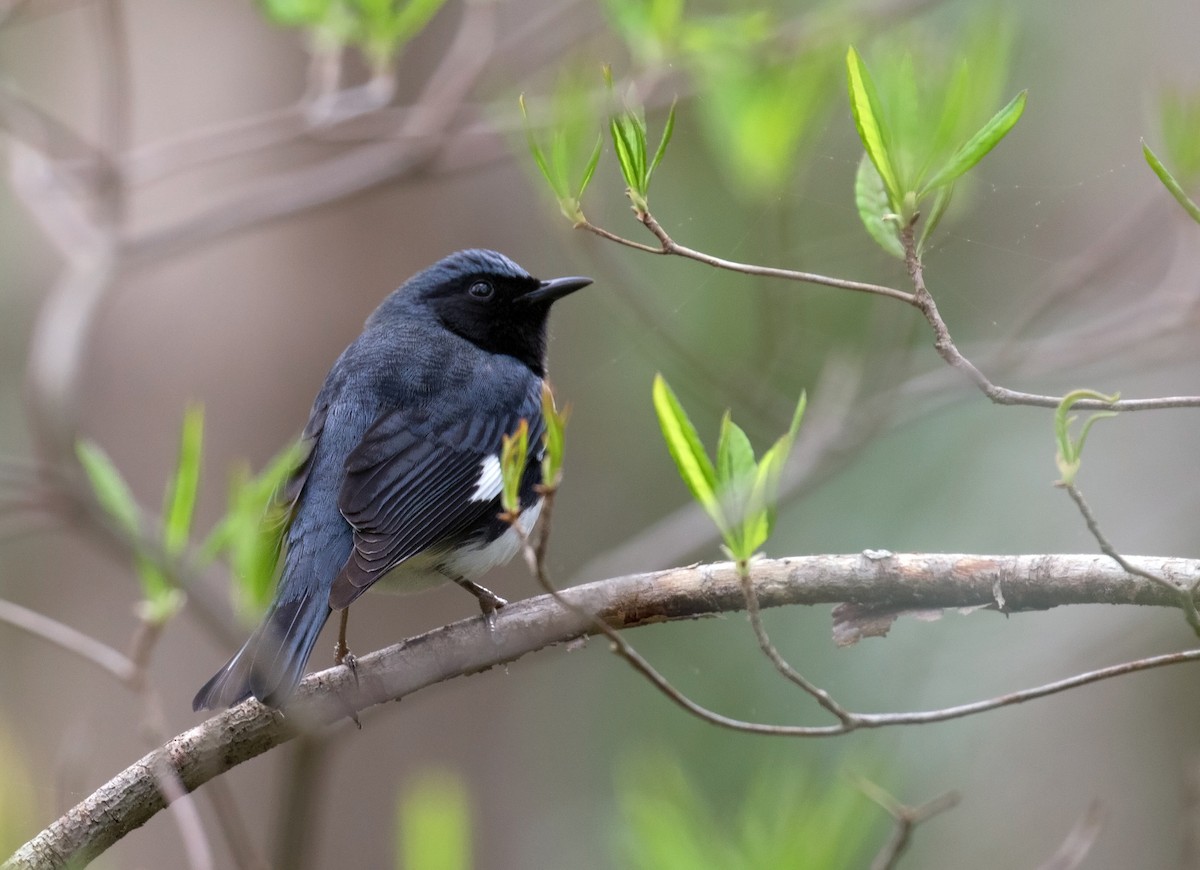 Black-throated Blue Warbler - ML332134781