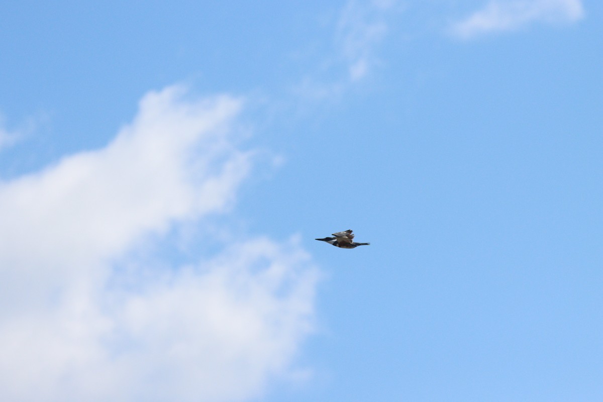 Belted Kingfisher - ML332135111