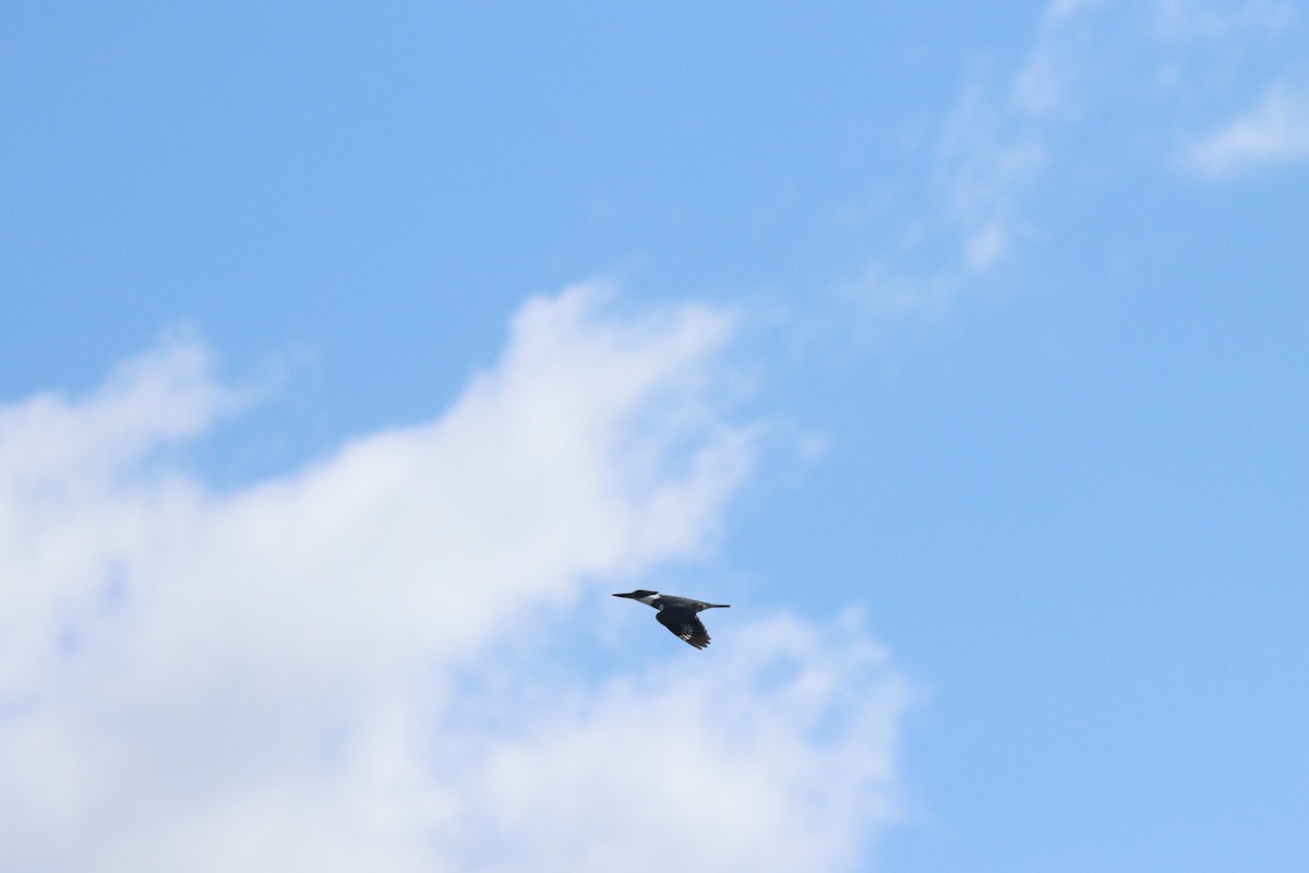 Belted Kingfisher - ML332135161