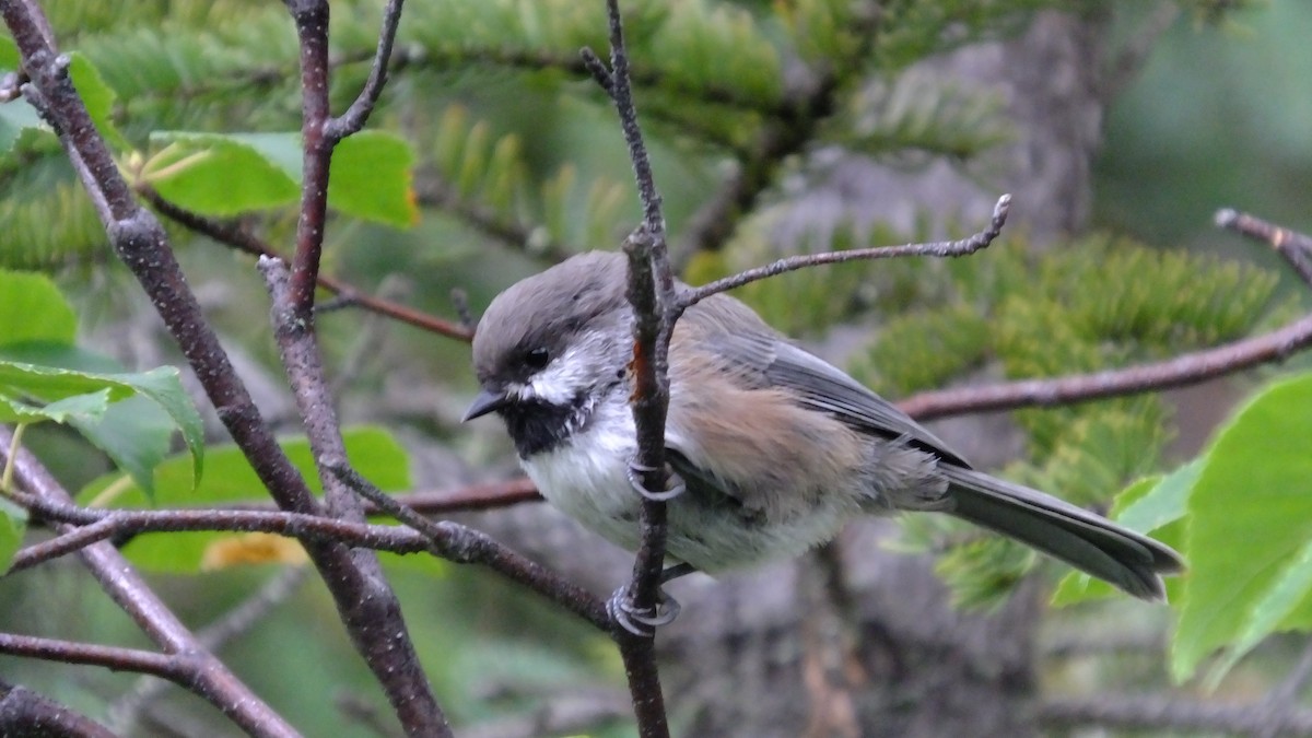 Boreal Chickadee - sheryl mcnair