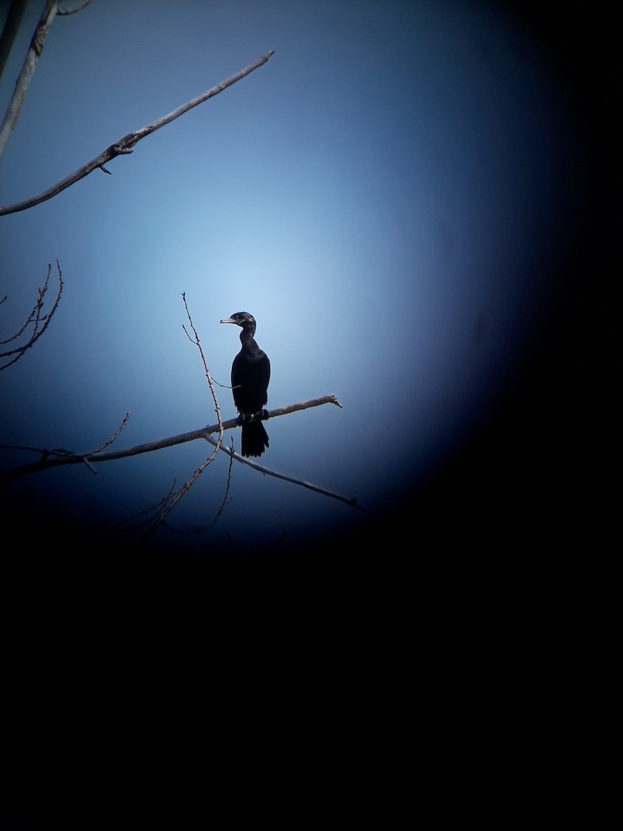 Neotropic Cormorant - Andy Forbes